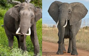 15 Fun and Interesting Elephant Facts for Kids - ChildFun