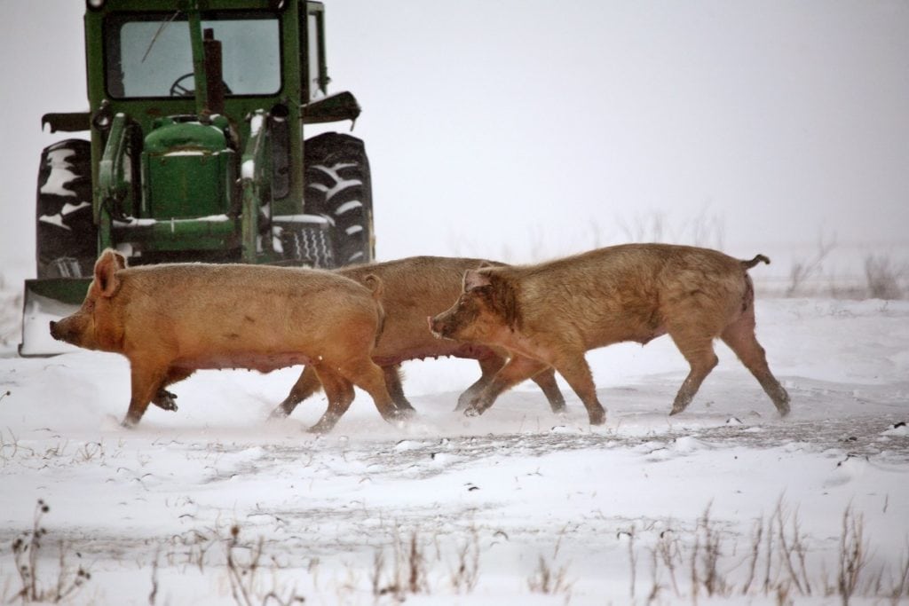 funny-names-for-pigs-cute-and-hilarious-childfun