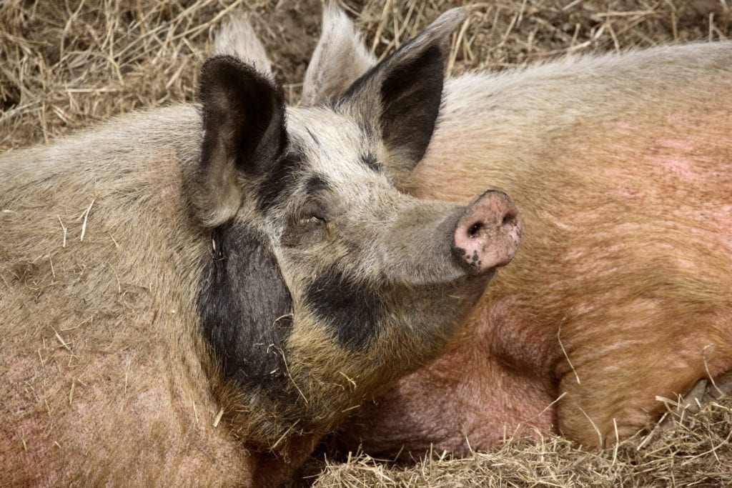 Unique Girl Pig Names Funny