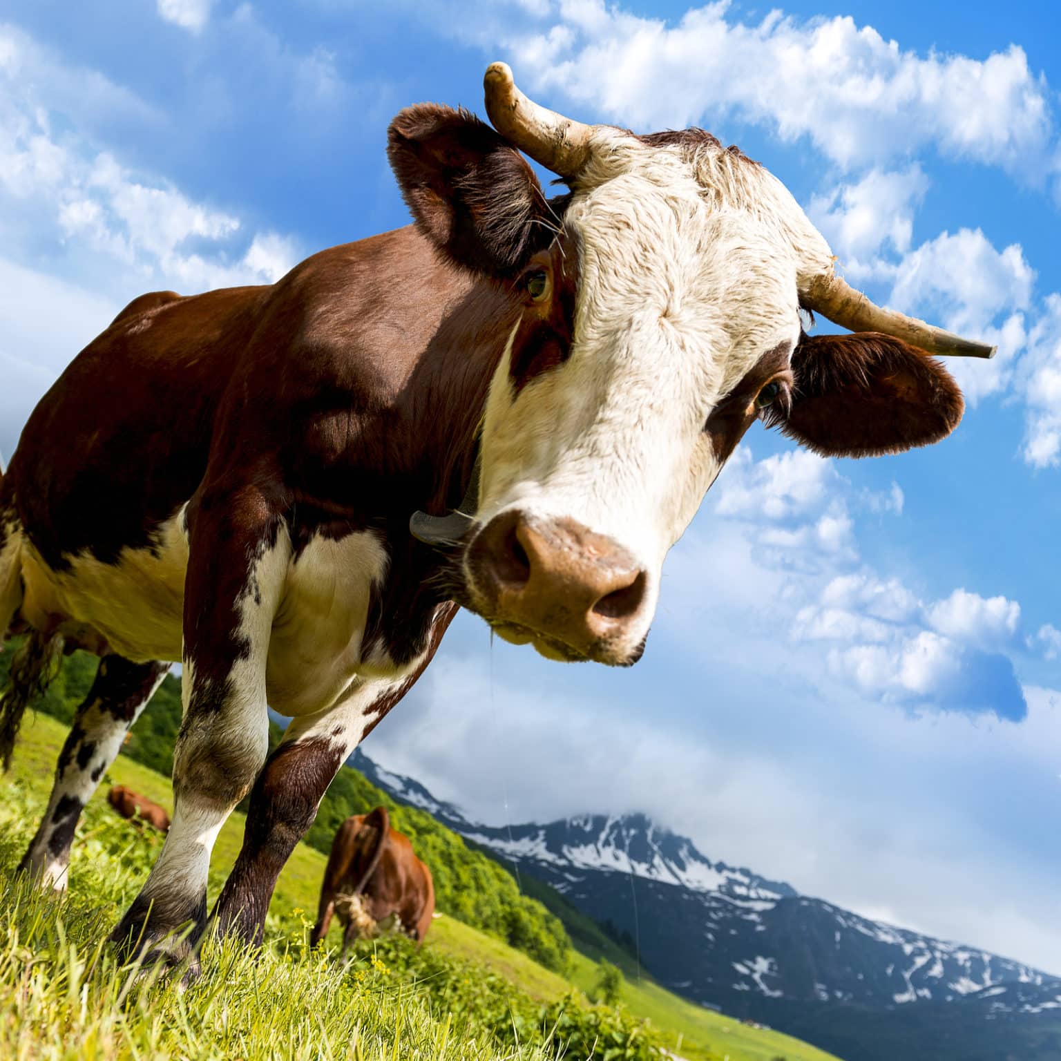 25-fun-interesting-facts-about-cows-for-kids-childfun