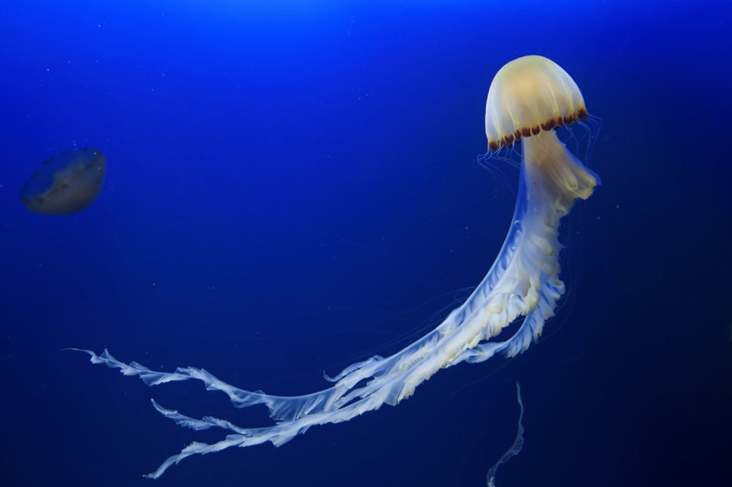 Deep & Interesting Jellyfish Facts for Kids - ChildFun