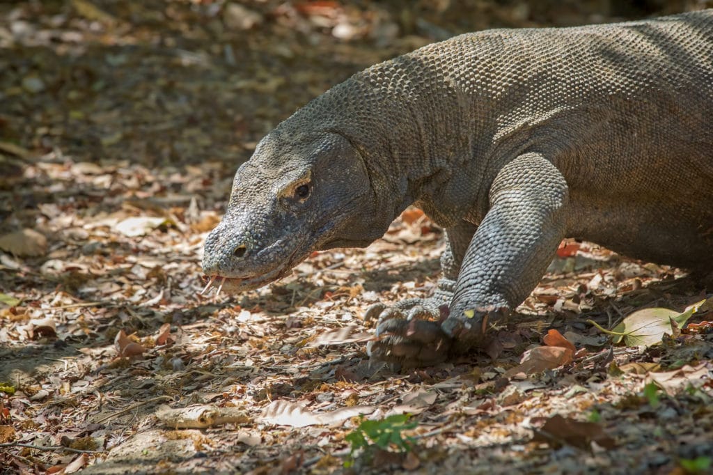 Fun & Scary Komodo Dragon Facts for Kids! - ChildFun