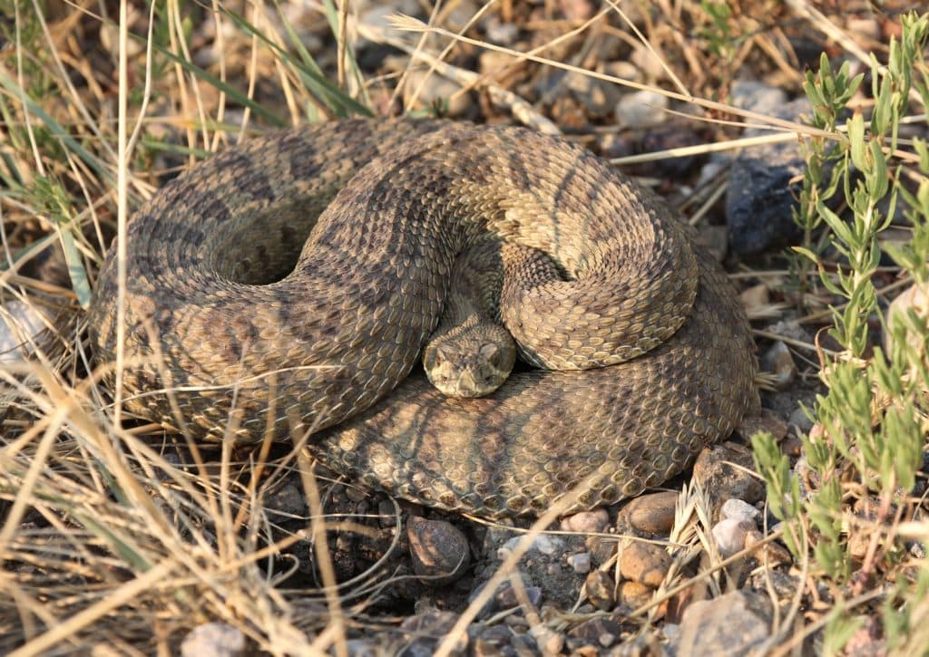 Interesting Rattlesnake Facts for Kids - ChildFun