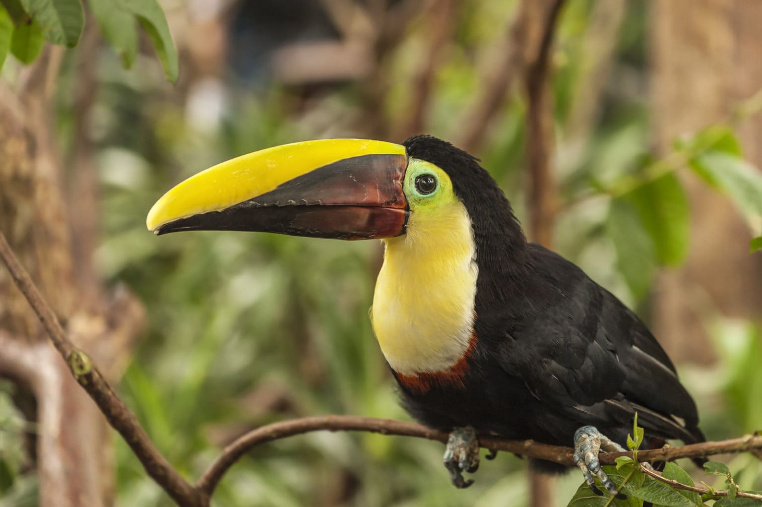 Interesting Toucan Facts for Kids - ChildFun