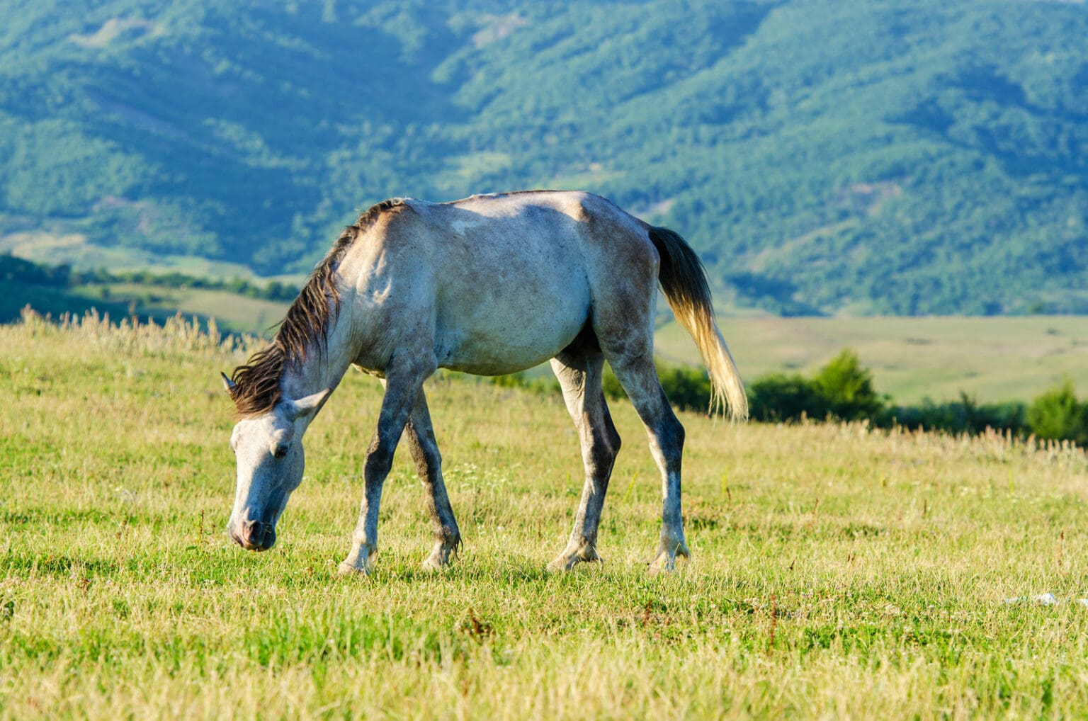 51 Horse Puns That Are Nothing To Neigh At! - ChildFun