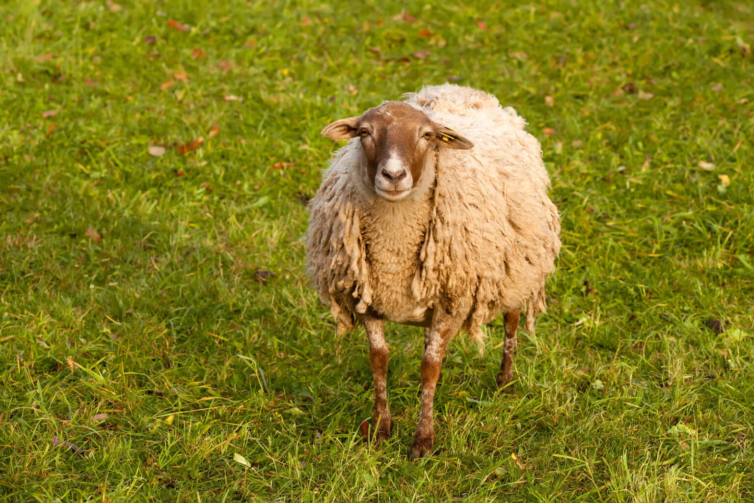 64-the-best-sheep-puns-on-the-internet-with-no-fluff-childfun